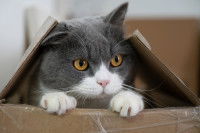 Un British Shorthair gris et blanc caché dans un carton