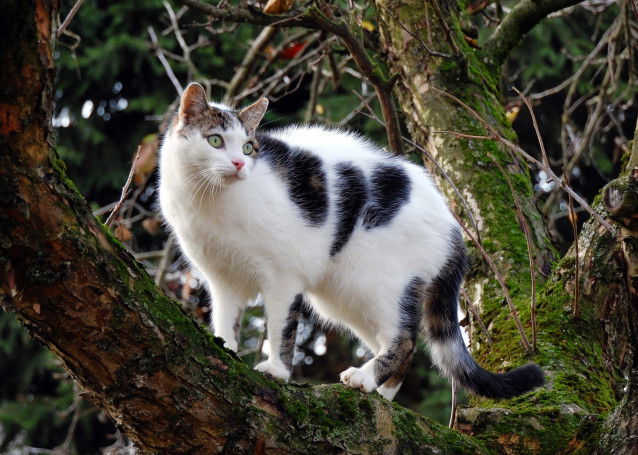 Un chat blanc et noir perché dans un arbre