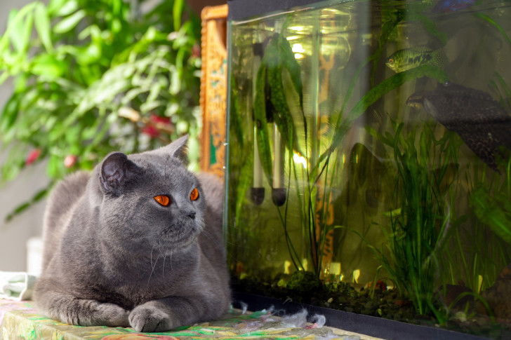 Un British Shorthair est allongé devant un aquarium
