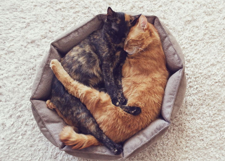 10 idées pour occuper un chat et éviter qu
