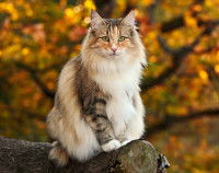 Un chat en forêt sur une branche d'arbre