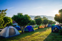 Des tentes de camping installées sur l'herbe entre des arbres