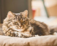 Un chat qui semble âgé se repose sur son panier