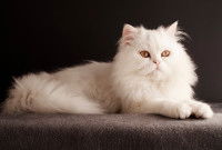 Un chat persan blanc allongé sur la moquette