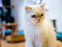 Un chat qui n'a pas l'air content