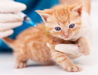 Un chaton en train de se faire vacciner