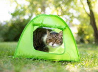 Un chat dans une tente de camping en forêt