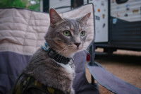 Un chat sur une chaise de camping devant une caravane