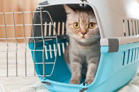 Un chat dans sa cage de transport