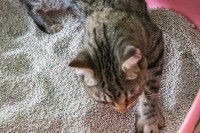 Un chat vu de dessus dans sa litière