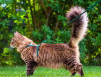 Un chat tenu en laisse