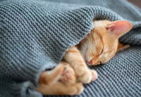 Un chat blotti dans une couverture