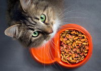 Un chat devant sa gamelle lève les yeux au ciel