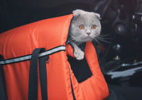 Un chat dans un sac de transport posé sur le siège d'une voiture