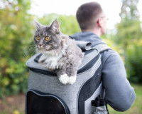Un homme de dos fait de la randonnée avec son chat sur son sac à dos