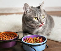 Un chat se lêche les babines devant deux gamelles