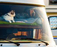 Un chat allongé sur le lit superposé d'un camping-car regarde par la vitre