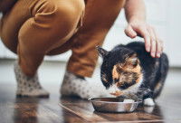 Un chat mange pendant que sa maitresse le caresse
