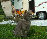 Un chat assis devant la porte d'une caravane