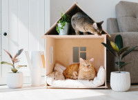 2 chats installés dans une maison de poupée au salon