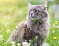 Un chat assis dans l'herbe