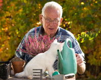 Un chat dérange une personne âgée en train d'arroser une plante