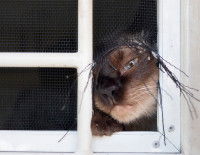 Un chat passe la tête par le store cassé d'une fenêtre