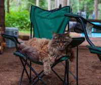Un chat est allongé sur une chaise de camping