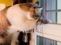 Un chat passe la patte à travers le store cassé d'une fenêtre