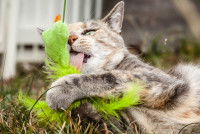 Un chat à l'extérieur en train de lécher son jouet