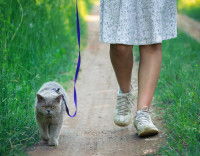Un chat en laisse se promène avec sa maîtresse