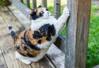 Un chat se fait les griffes sur une terrasse en bois