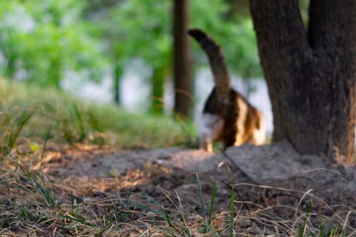 Faire Du Camping Avec Son Chat Le Guide Complet