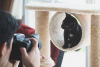 Un chat noir sur un arbre à chat en train d'être pris en photo