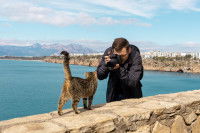 Un photographe prenant en photo un chat debout sur un muret au bord de l'océan