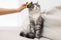 Un chat assis sur un canapé en train de se faire peigner