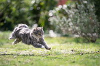 Un chat Maine Coon courant à toute vitesse dans une prairie
