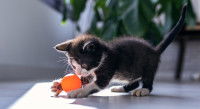 Un petit chaton jouant avec une boule orange