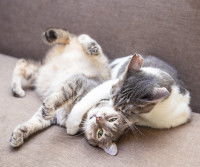 Deux chats tigré gris et blanc jouant ensemble