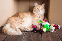 Un chat roux tigré couché autour de tout ses jouets