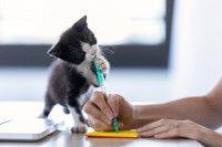 Un petit chaton mordillant le stylo de sa maitresse