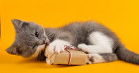 Un chaton gris et blanc jouant avec un paquet cadeau