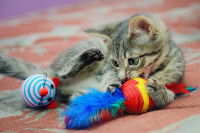 Un chaton tigré joue avec ses jouets