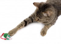 Un chat tigré essayant d'attraper son jouet