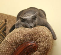 Un chat gris couché de tout son long sur l'accoudoir d'un divan