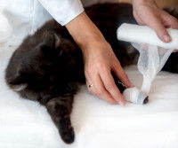 Une maitresse posant un bandage sur la patte de son chat noir
