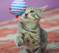 Un chaton tigré prêt à attaquer son jouet