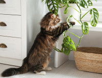 Un chat tigré à poil long jouant avec une plante
