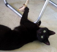 Un chat noir couché au sol jouant avec son jouet