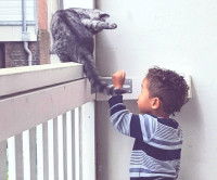 Un enfant voulant jouer avec son chat tigré gris